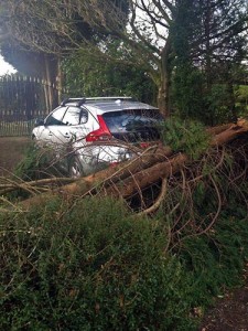 news-car-fallen-tree